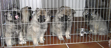 Bonny & Donatus